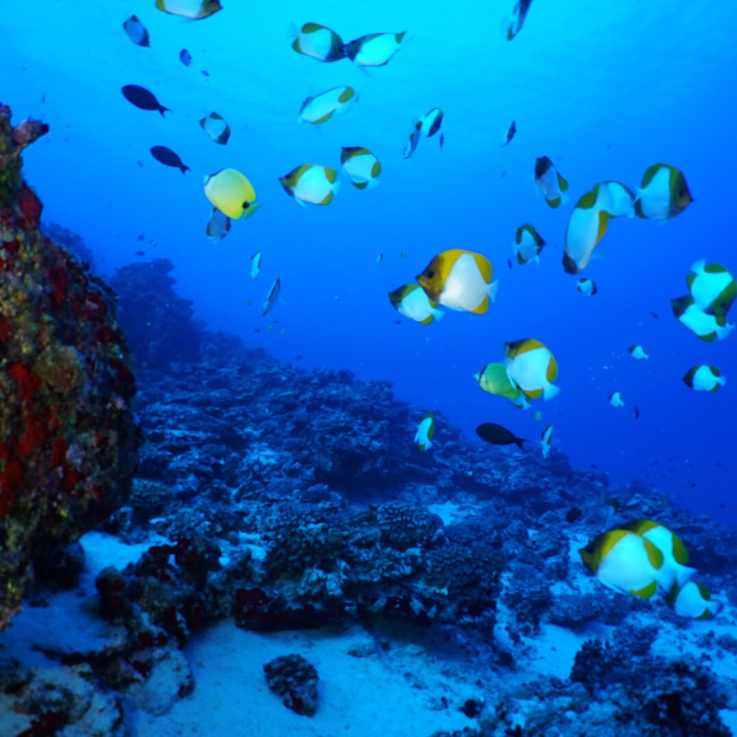 Coral reef and a school of yellow and white butterflyfish in clear Maui water.