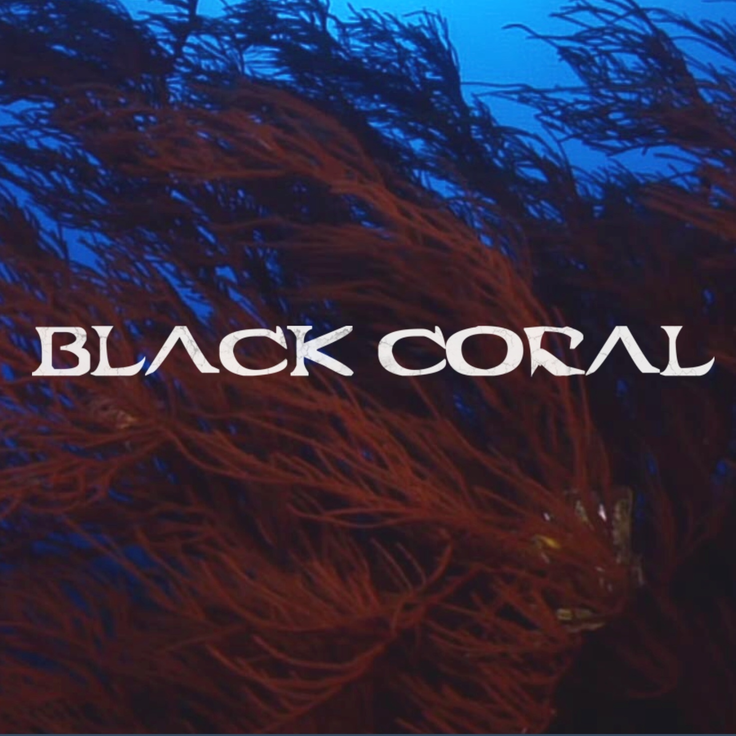 Black Coral title still: reddish sea fans in deep blue water.