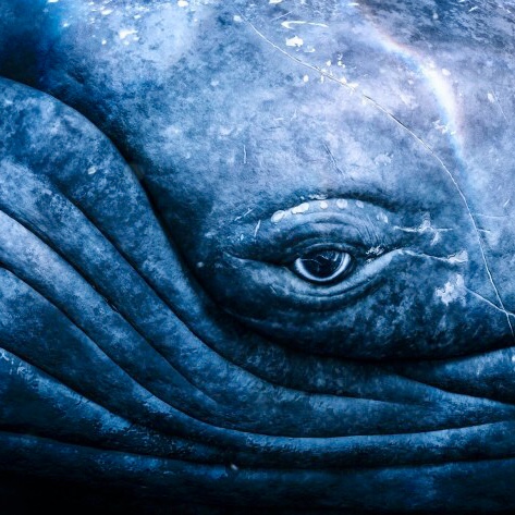 Close-up of a humpback whale’s eye.