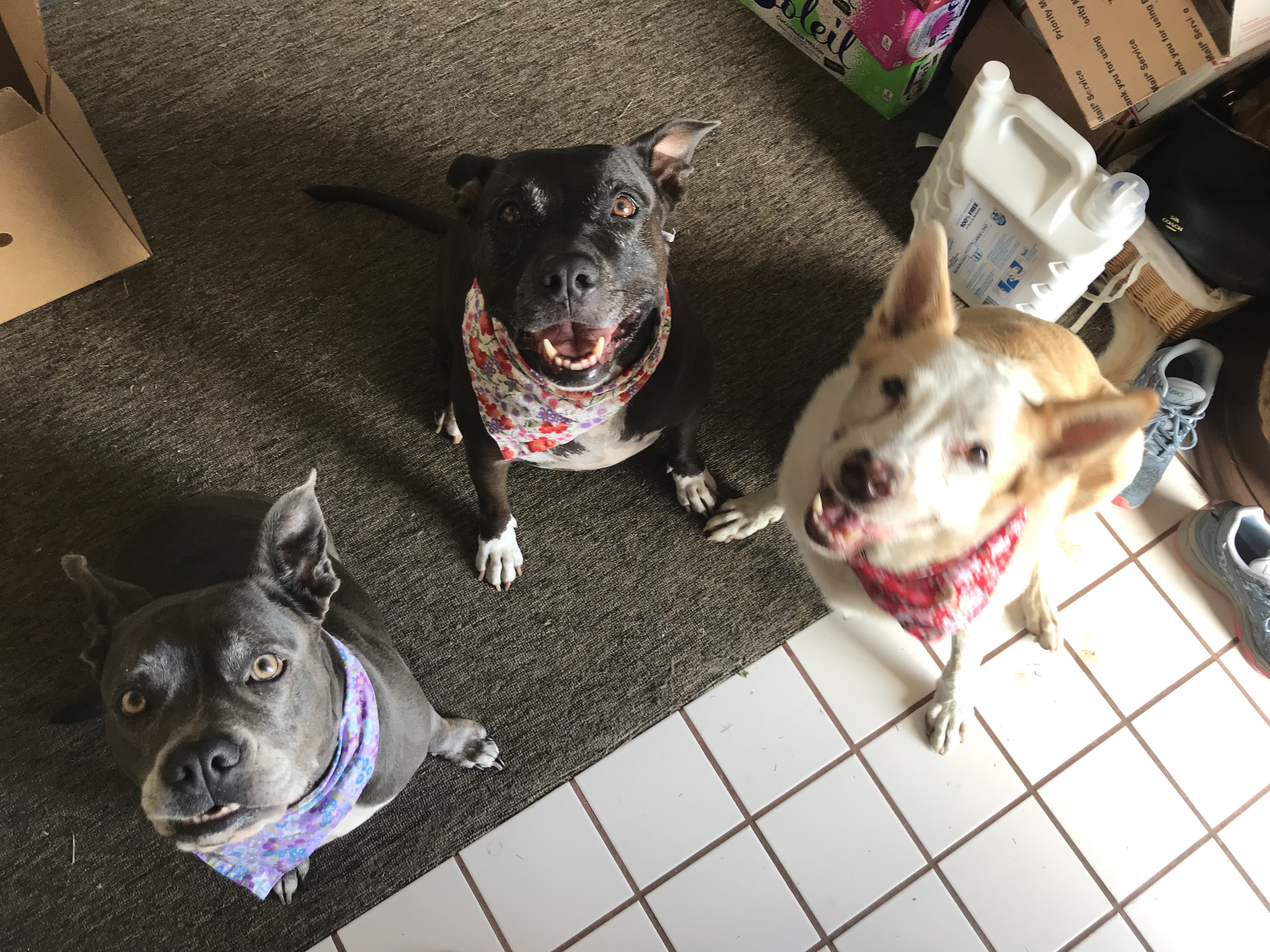 Lotte, Truffle, and Poki sitting on the floor, looking up, wearing bandanas.